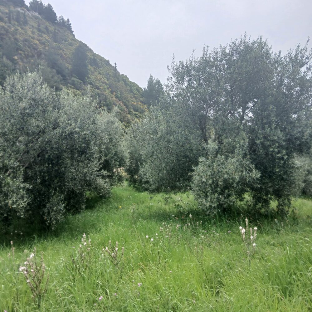 (προς πώληση) Αξιοποιήσιμη Γη Οικόπεδο || Ν. Πρέβεζας / Ζάλογγο - 500.0τ.μ., 40.000€
