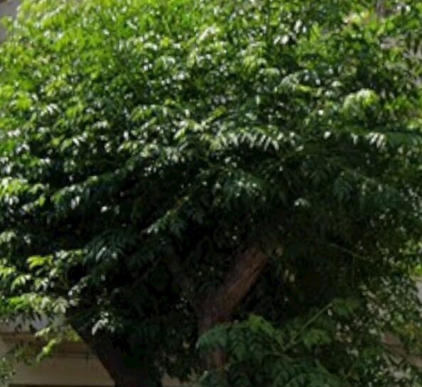 (for sale) Land Plot || Athens west suburbs / Petroupoli - 270.0sq.m, 320.000€
