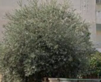 (for exchange) Land Plot || Athens west suburbs / Ilion - 281.0sq.m, 1€